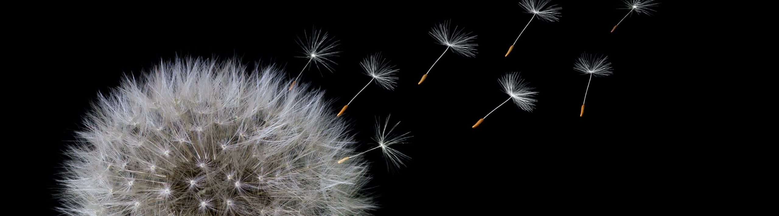 Becoming Whole Psychotherapy/Clinical Hypnotherapy